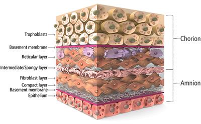 Human Placental Allograft Membranes: Promising Role in Cardiac Surgery and Repair